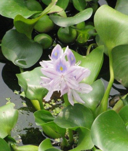 水葫芦