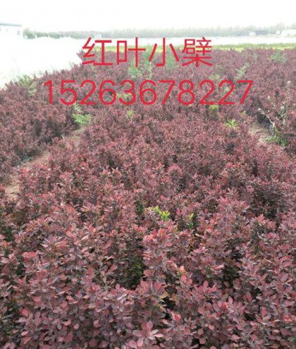 红叶小蘖
