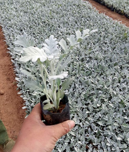 银叶菊