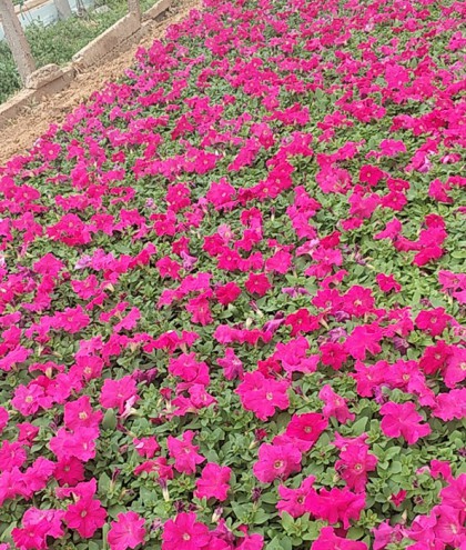 矮牵牛