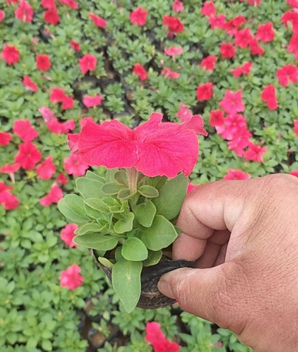 矮牵牛