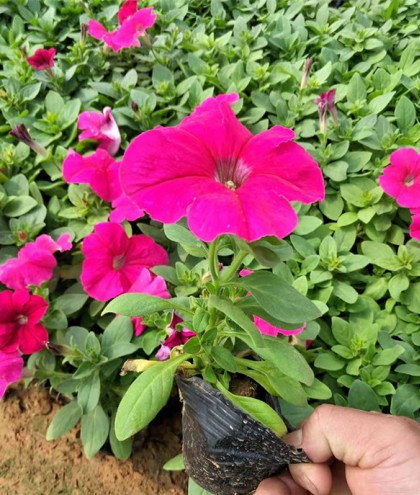 矮牵牛