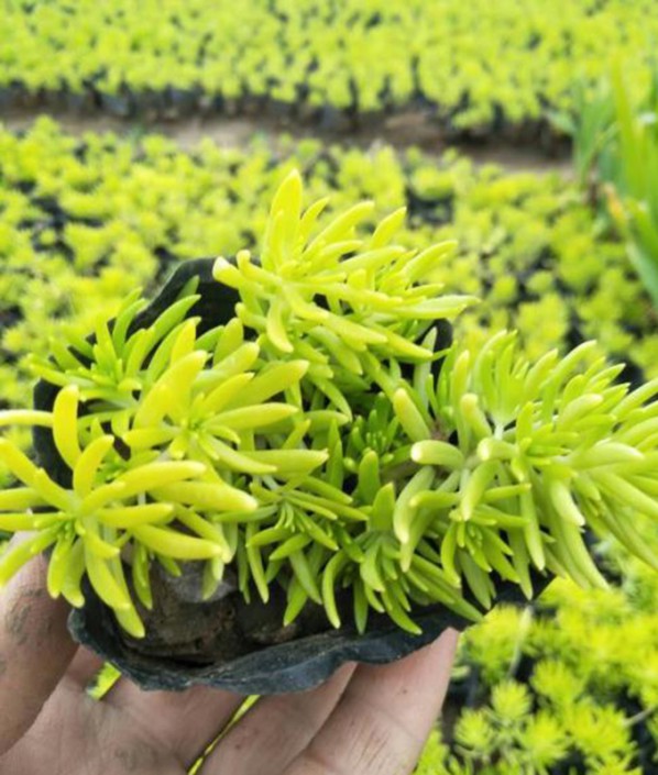 佛甲草
