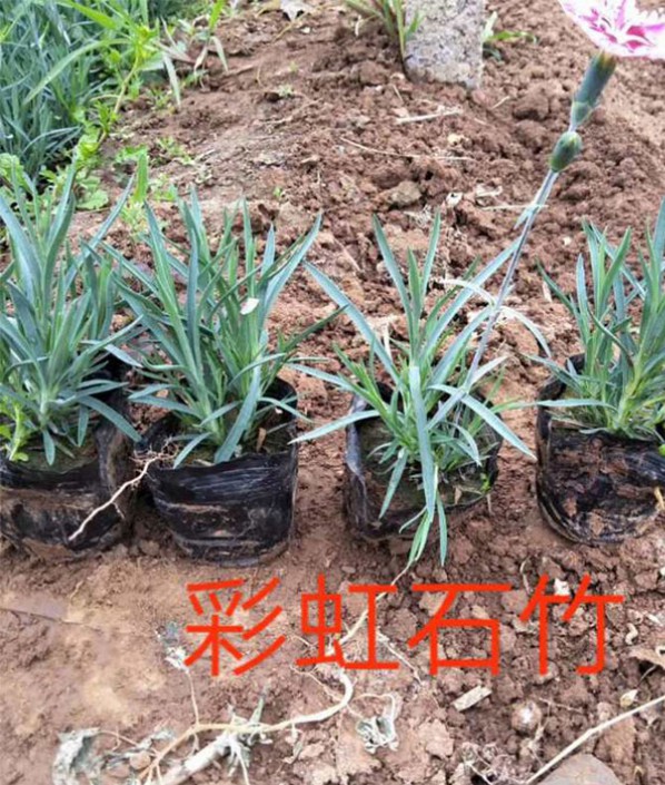 彩虹石竹