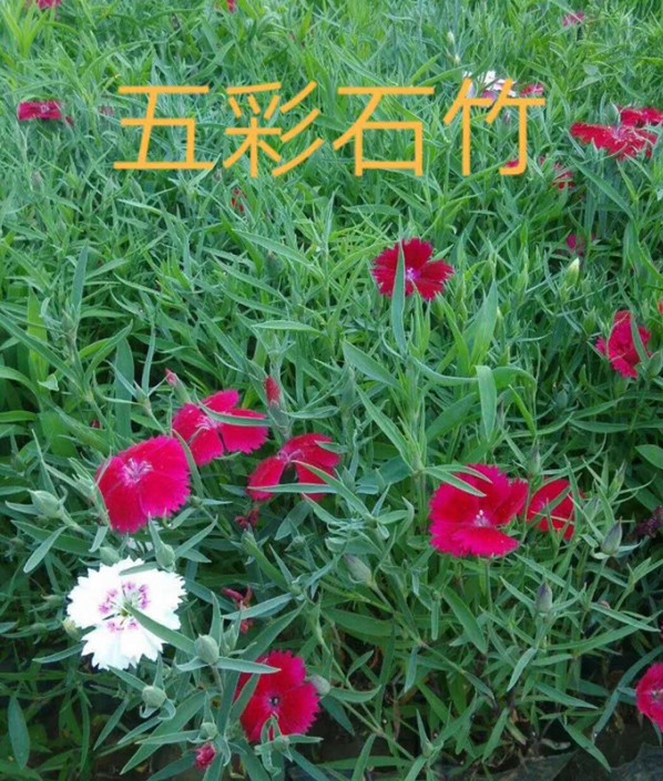 五彩石竹