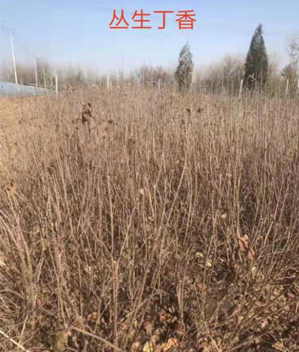 丛生丁香