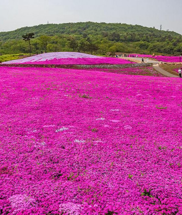 芝樱花海