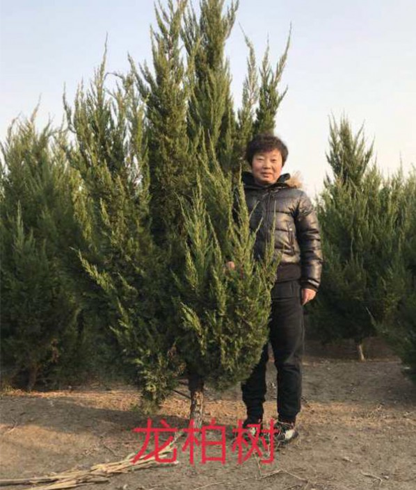 龙柏树