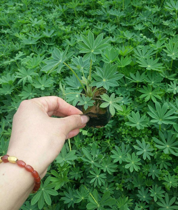 羽扇豆