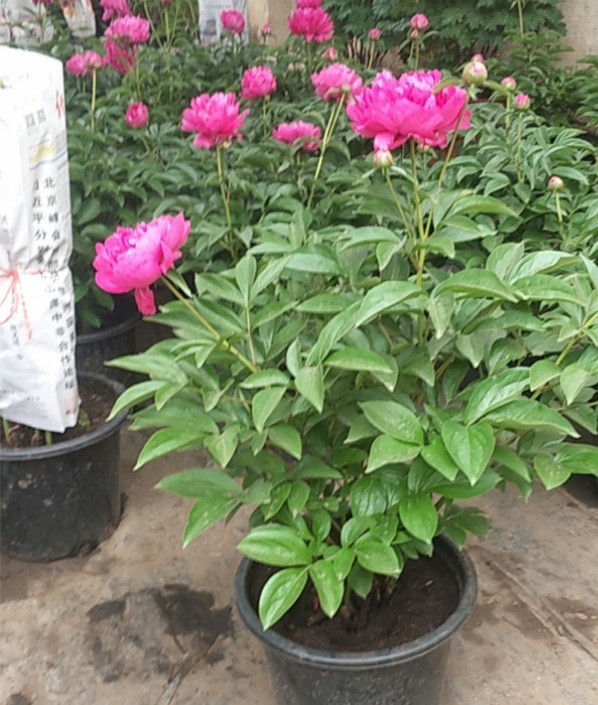 芍药红富贵