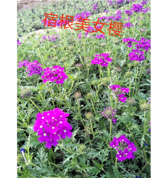 美女樱