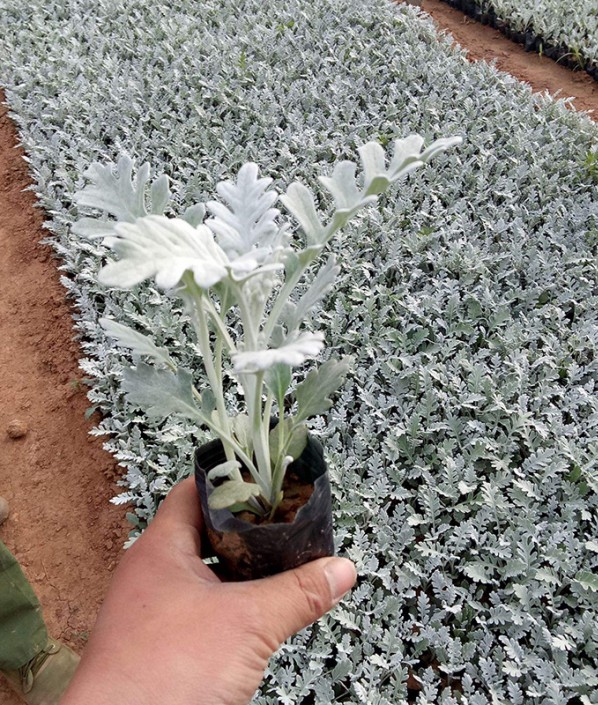 银叶菊