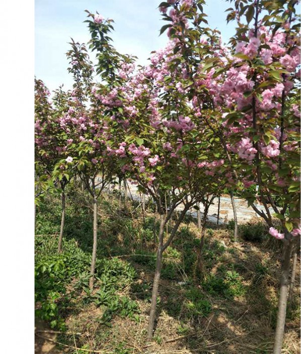 樱花