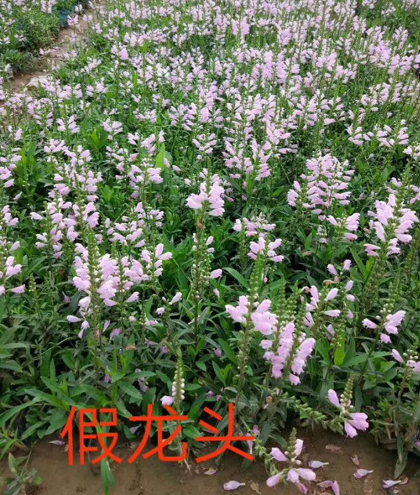 假**