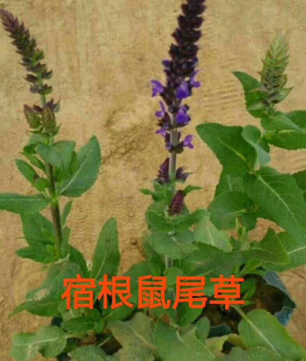宿根鼠尾草