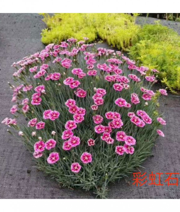 彩虹石竹