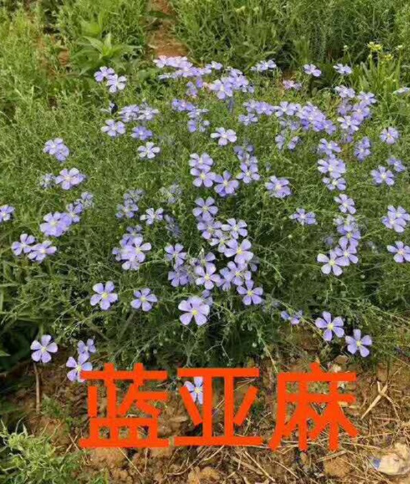 兰亚麻
