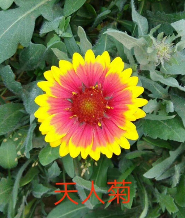 天人菊