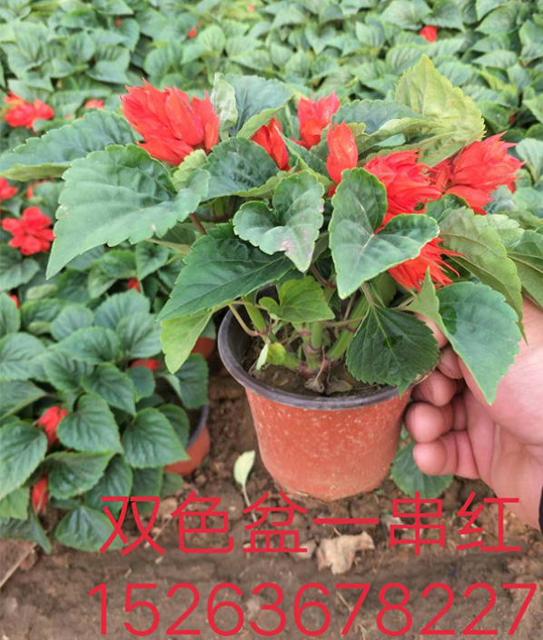 双色盆一串红