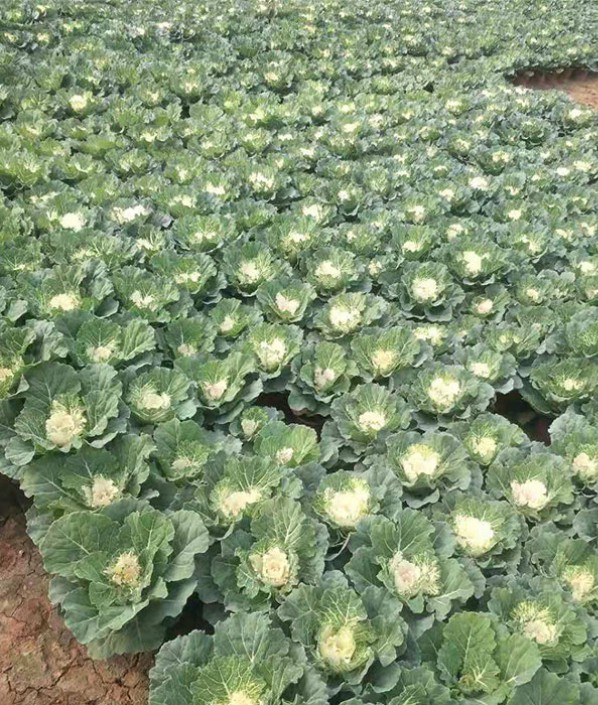 羽衣甘蓝