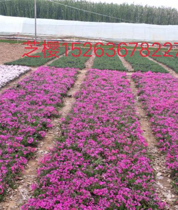 芝樱