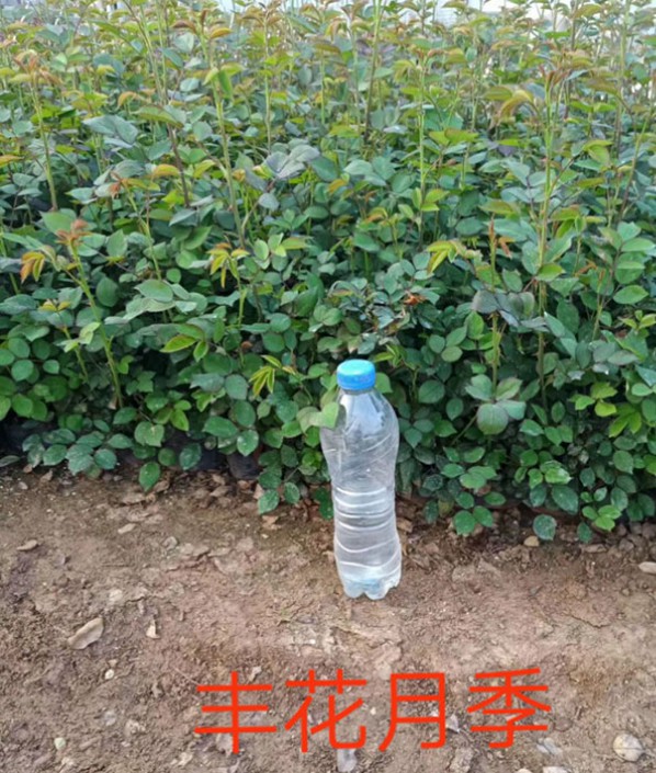 丰花月季