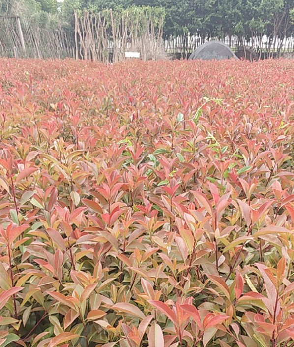 红叶石楠