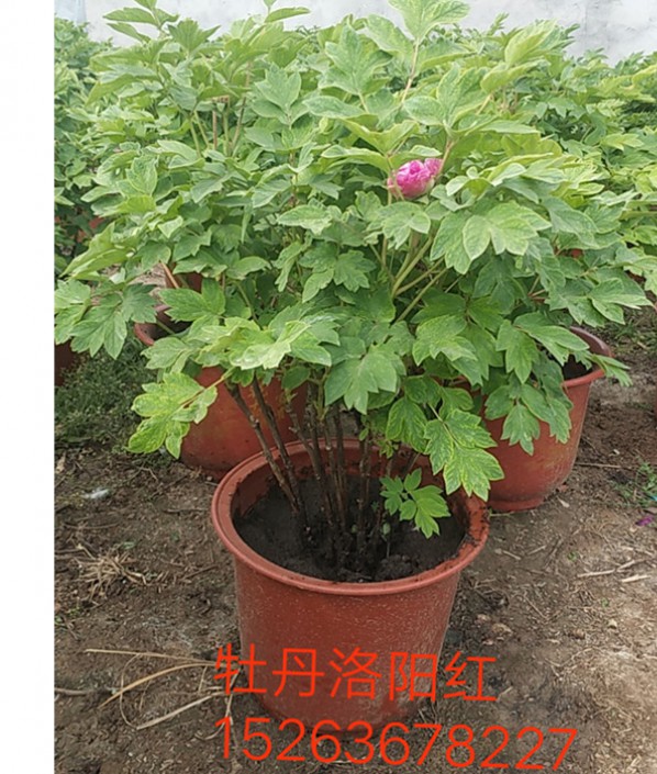 洛阳红