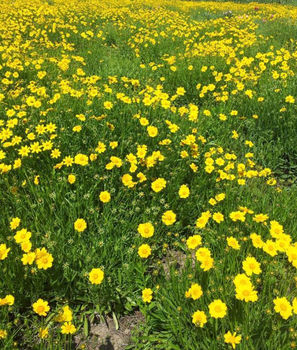 金鸡菊