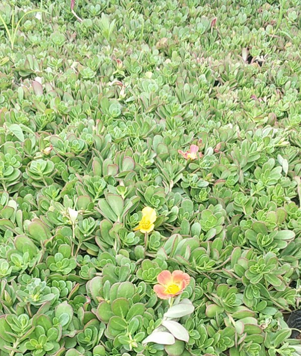 太阳花