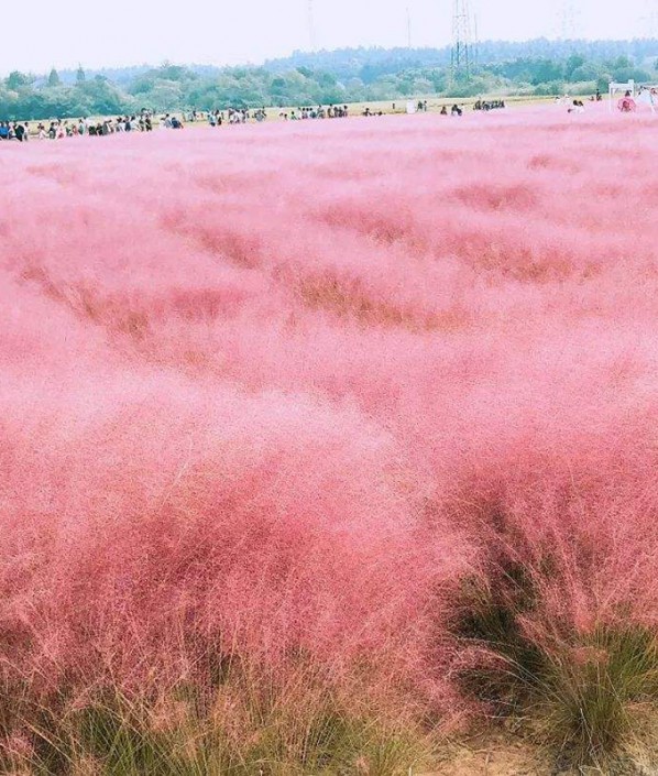 粉黛乱子草