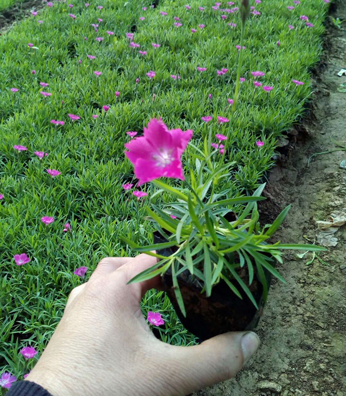 欧石竹