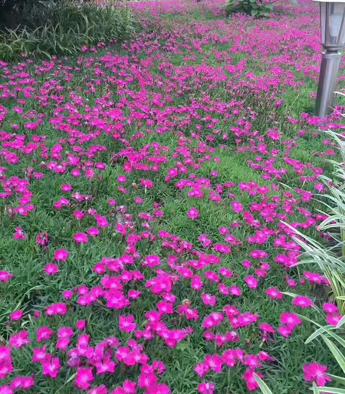 欧石竹