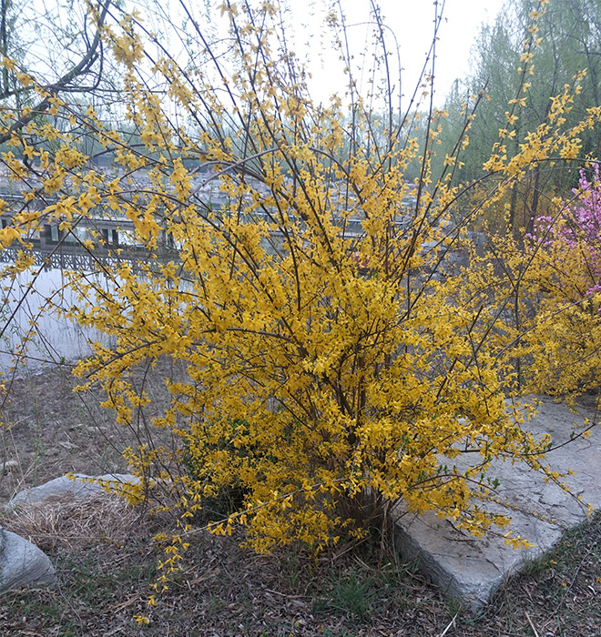 连翘