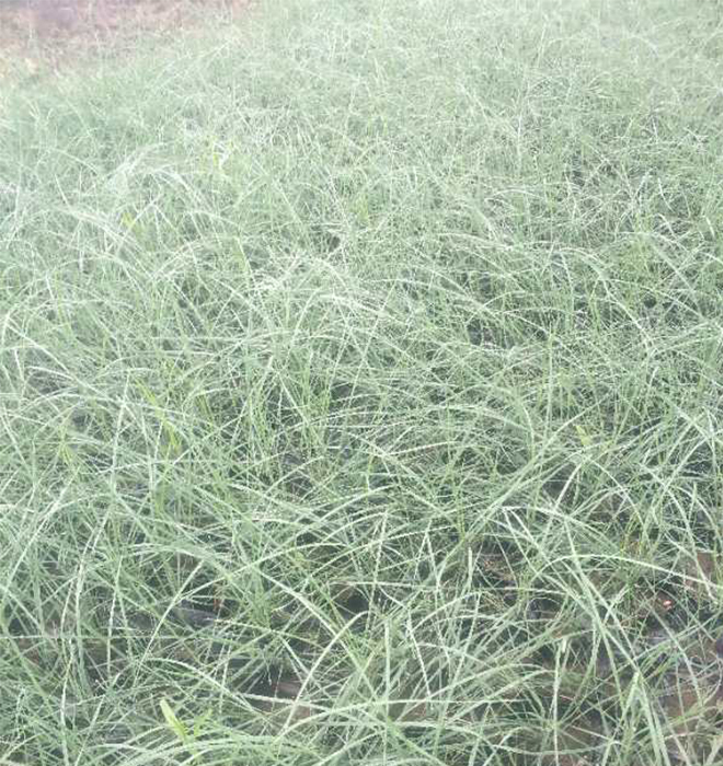 粉黛乱子草