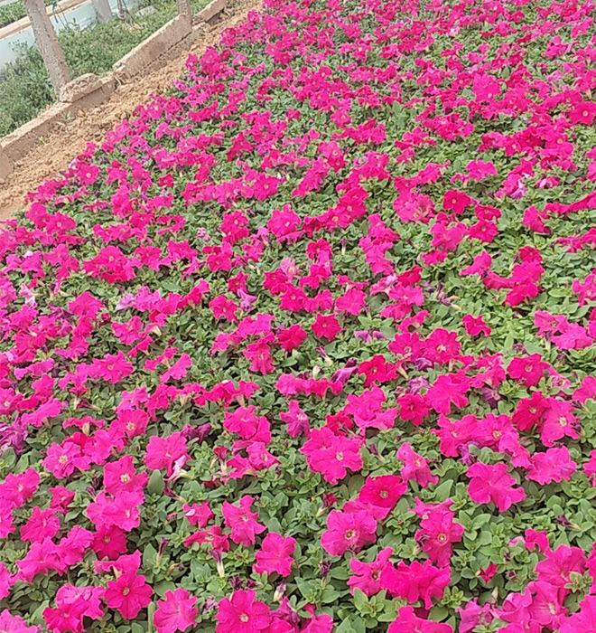 矮牵牛