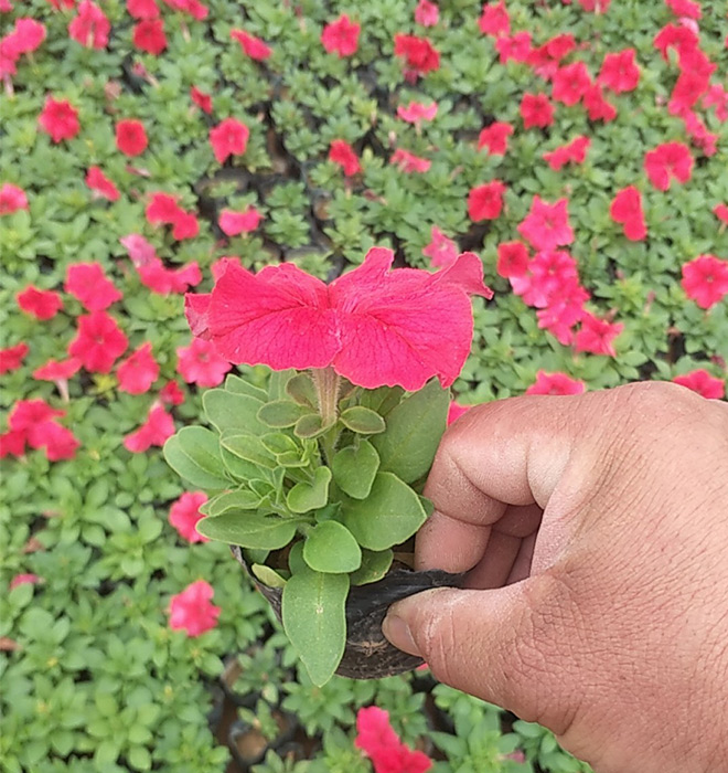 矮牵牛