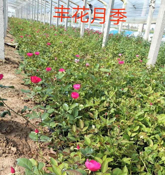 丰花月季