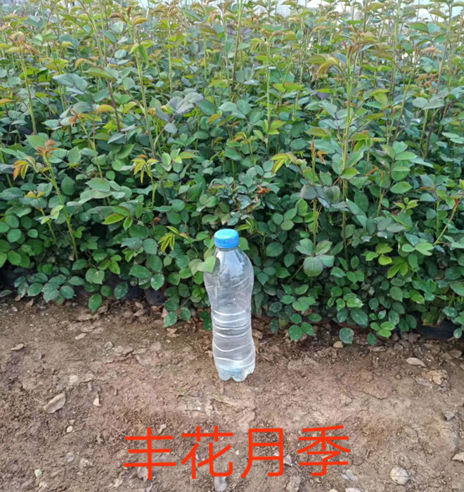 丰花月季
