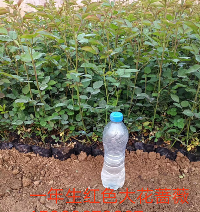 大花蔷薇