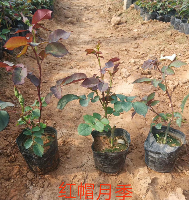 红帽月季