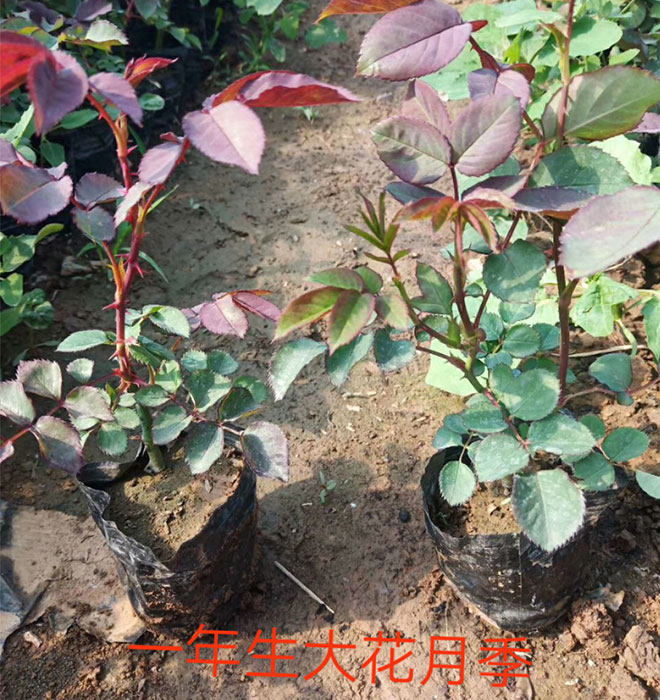 大花月季