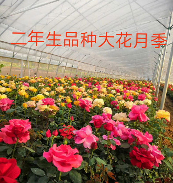 大花月季
