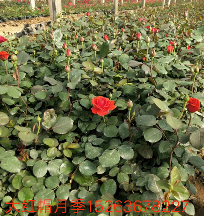 大红帽月季