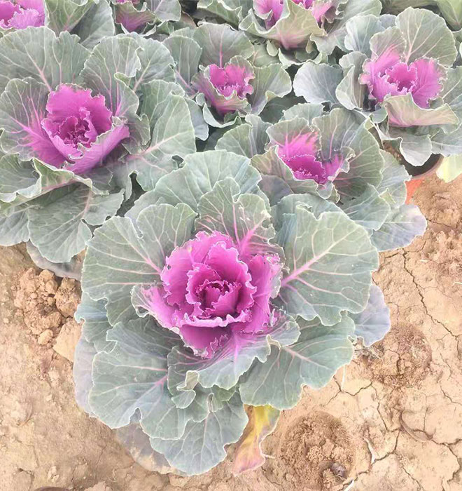 羽衣甘蓝