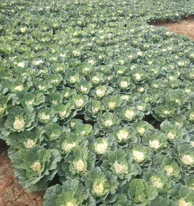 羽衣甘蓝